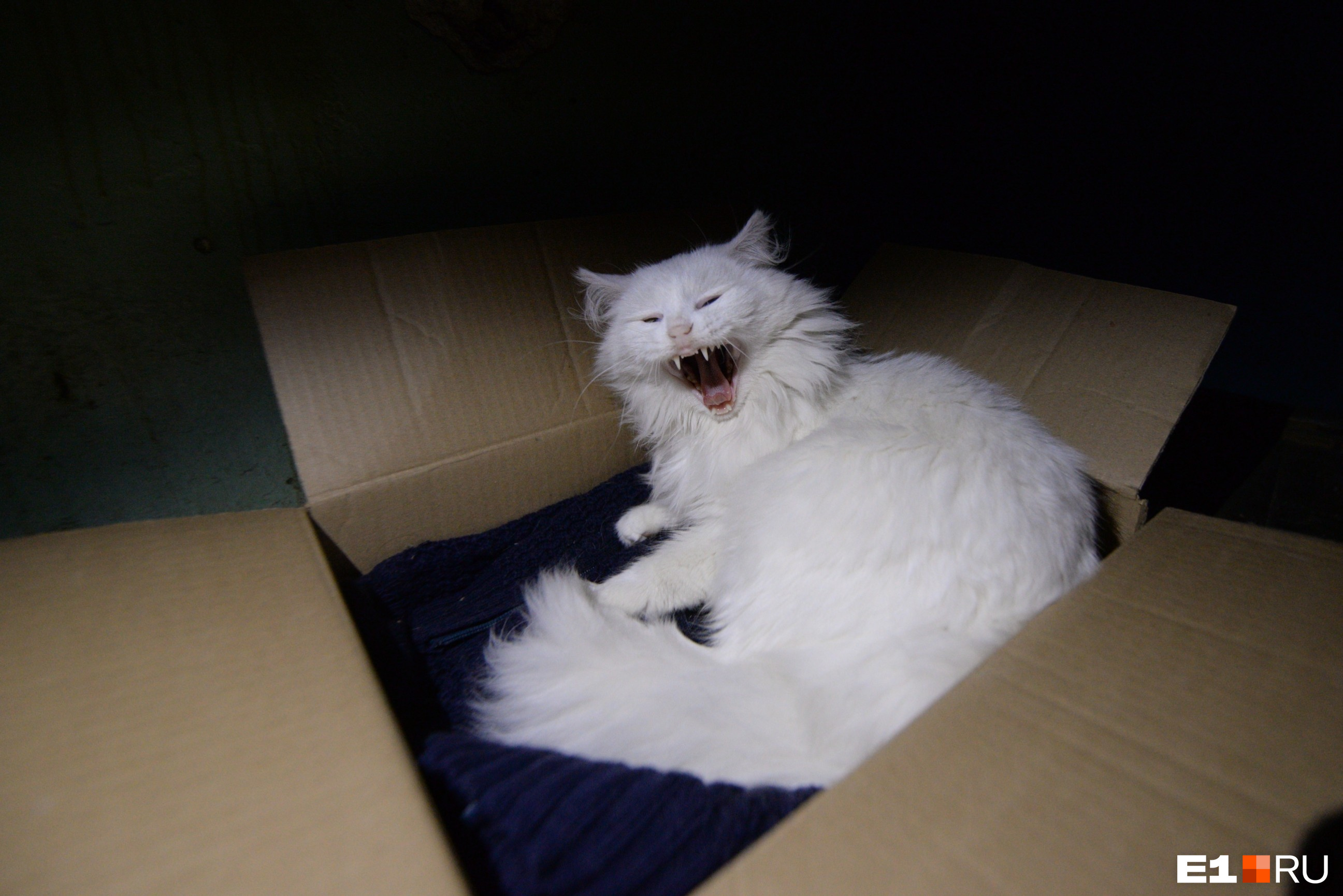 Нас здесь встретила только эта белая зевающая кошка. Она спала на первом этаже