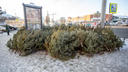 В Челябинске объявили массовый сбор новогодних ёлок. Рассказываем, что сделают с деревьями
