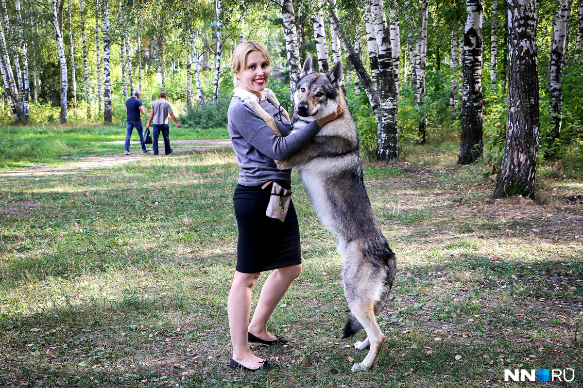 Доверия волка хозяйке пришлось добиваться долгими тренировками, воспитанием и упорством