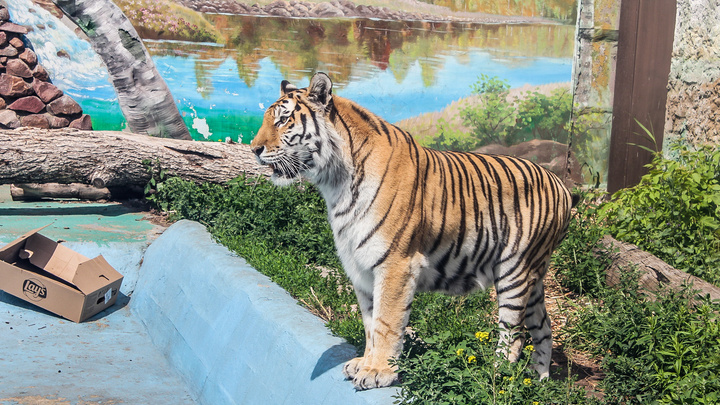 Торт из мяса и футбольный мяч в подарок: тигрица Амура из зоопарка «Лимпопо» отмечает день рождения