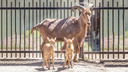 В июне в Ростовском-на-Дону зоопарке родились детеныши у песцов, ланей и гривистых баранов