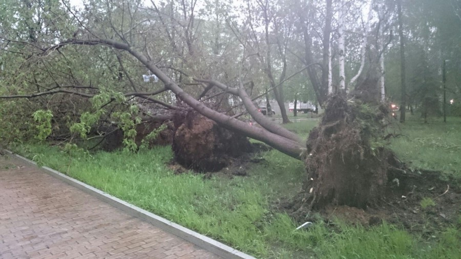 Ураган в Нижнем Тагиле вырывал деревья с корнем