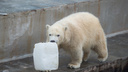 Зоопарк на диване: белые медведи и ягуары попали в 3D-тур в интернете