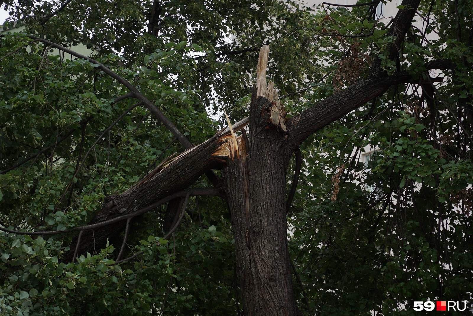 Сломанное дерево на улице Пермской