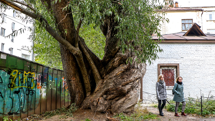 «Ему далеко за сотню»: знакомимся с могучим деревом в центре Нижнего Новгорода