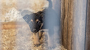 Всё псу под хвост: в Челябинске перестали отлавливать бездомных животных