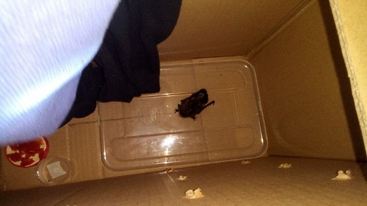 Летучая мышь залетела в окно квартиры на Вильского: волонтеры хотят оставить ее на зиму в приюте