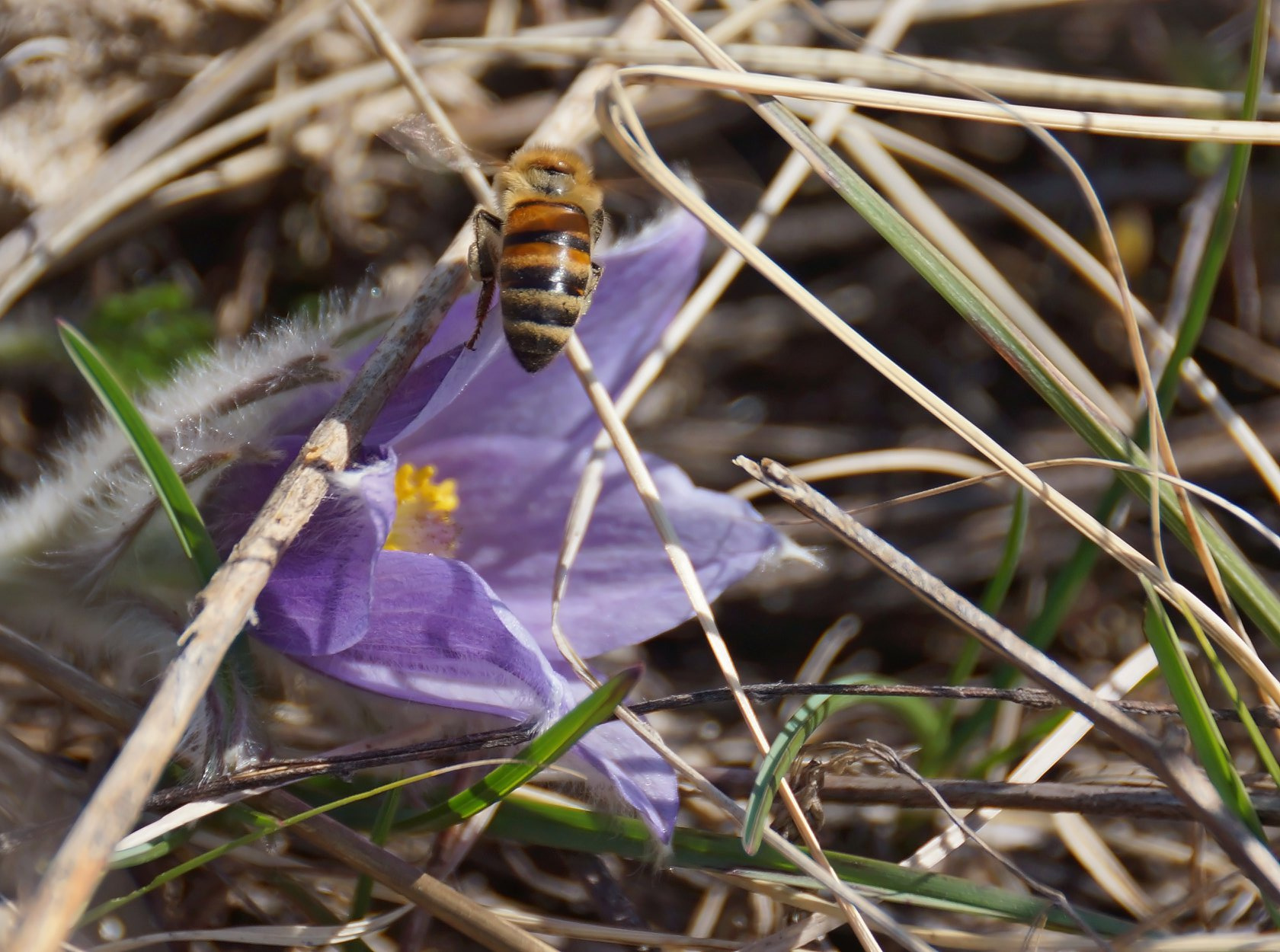 Первые пчелы собирают пыльцу с цветов