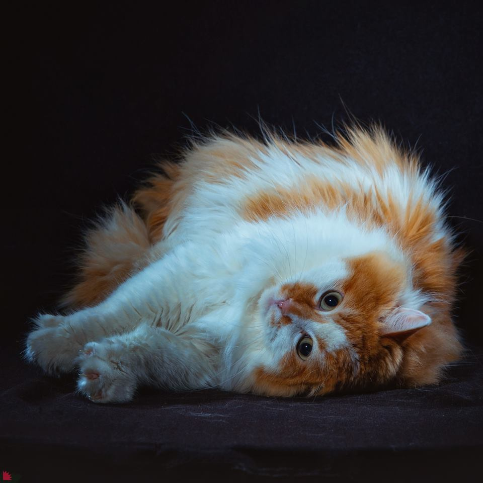 Огромная Котямба Огромная Котямба