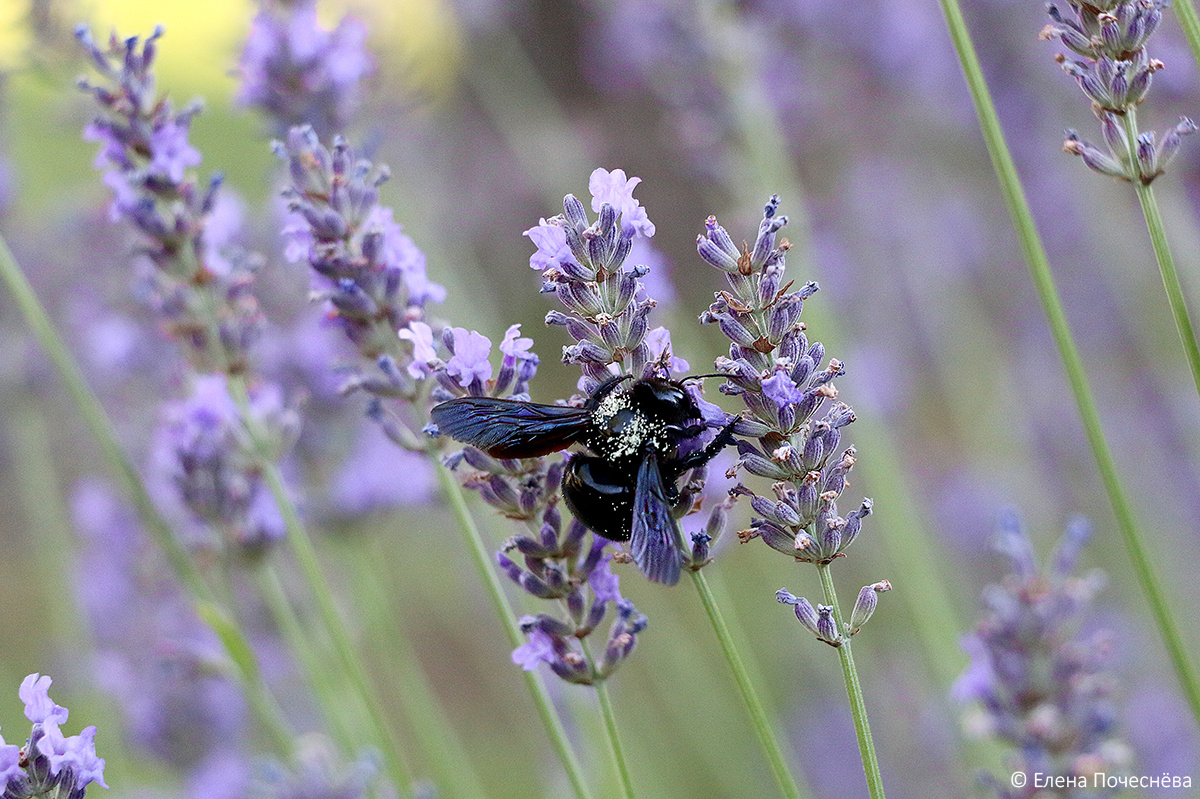 Пчела на цветке лаванды. Фото Елены Почеснёвой