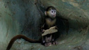 Видео: в зоопарке подросла милая оранжевая обезьянка