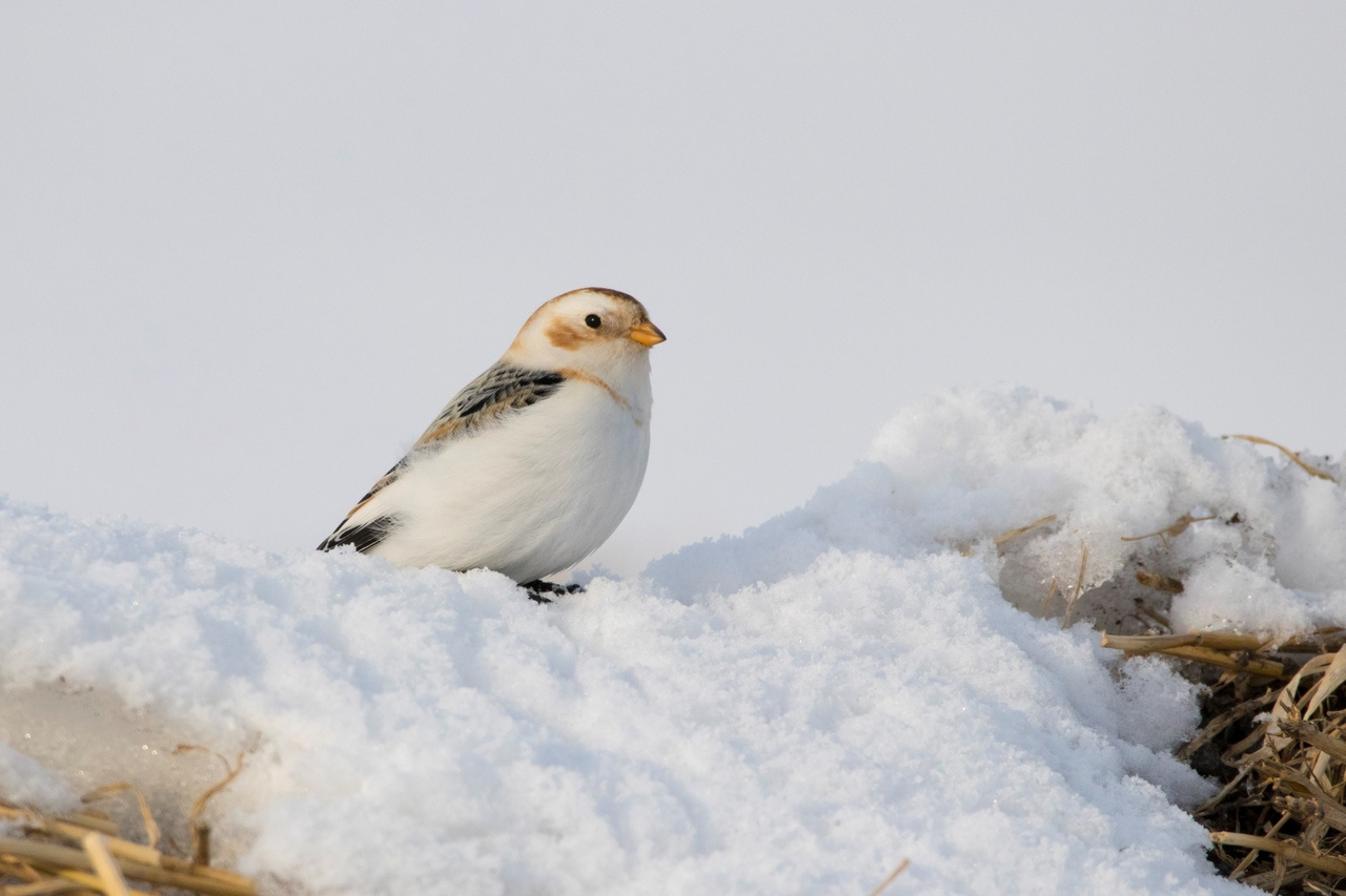 В списке птиц для зимних наблюдений — пуночка. Эта птица прилетает на юг Западной Сибири из тундры