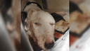 «Шел убивать»: в Аксае агрессивный военный избил собаку битой