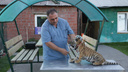 Просто зверство: челябинскому зоозащитнику привезли тигрёнка, которого пытались украсть и покалечили