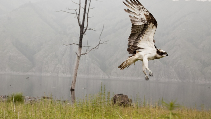В Индии погибли птицы из Саяно-Шушенского заповедника. Они ударились о ветряки
