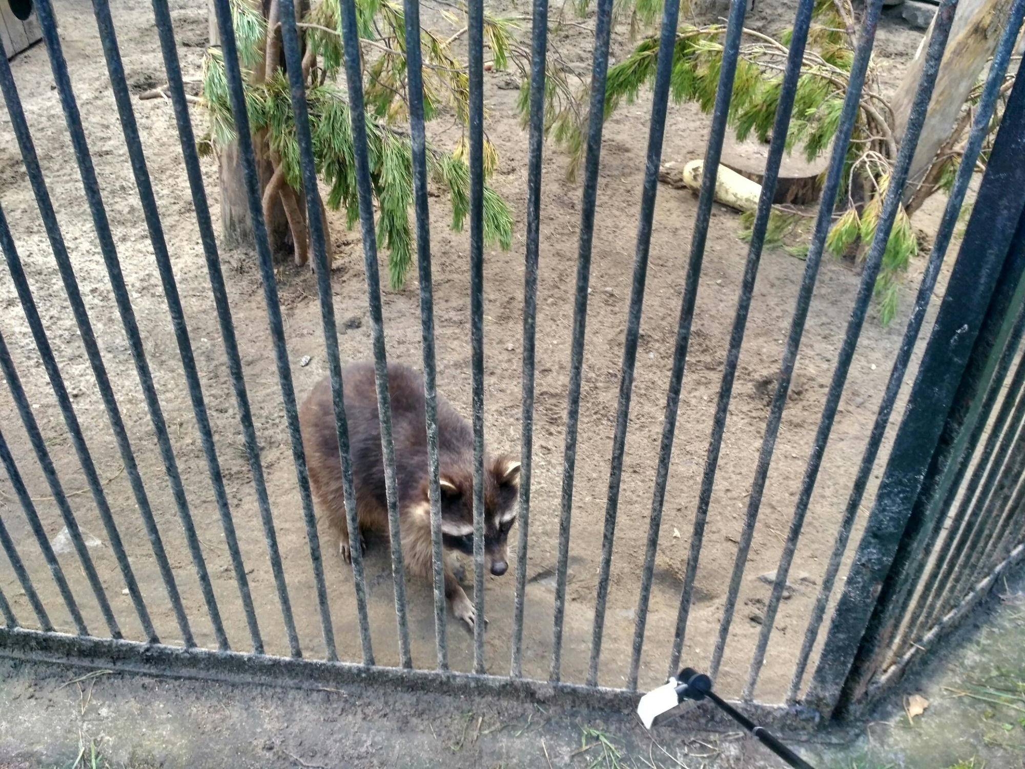 Новосибирский зоопарк новосибирск веб камера. Веб камера зоопарк. Новосибирский зоопарк через решетку. А. Зоопарк шило.
