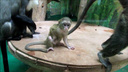 В Новосибирском зоопарке у мартышек с белой бородой родился детёныш — смотрим на видео, какой он милый