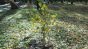 В «Берёзовой роще» посадили сотню молодых деревьев
