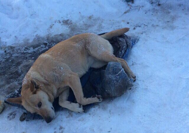 По одной из версий, собаку сбил поезд, она потеряла много крови, у нее был переломан позвоночник, а из-за того, что она долго лежала в снегу, появились проблемы с внутренними органами 