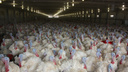 Индейка на «Евродоне» пала из-за вспышки птичьего гриппа