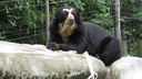 Зоопарк сделает вольеры с водопадами для новых медведей