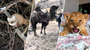 Купание слонов в Оби и верблюд в ковре у ЦУМа: вспоминаем, как животные удивляли новосибирцев