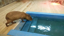 В ростовском зоопарке открыли всесезонную экспозицию с водными свинками