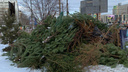 «На твёрдую четвёрку»: в Челябинске посчитали, сколько ёлок собрали после новогодних праздников
