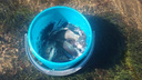 Ловим рыбу в огороде: под Новосибирском затопило сотни дач
