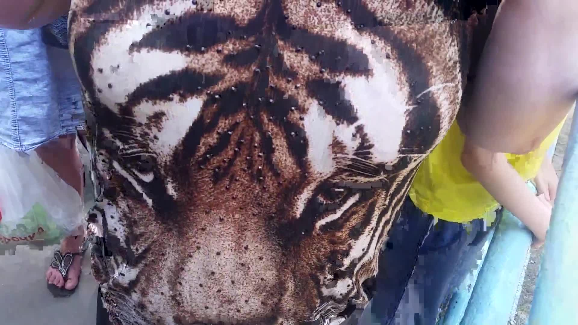 Изображение, которое привлекло внимание тигра