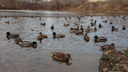 «Их больше сотни!»: на озере на Пятой просеке снова поселились утки
