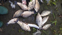 «Всё задыхается»: житель Новосибирска обнаружил мёртвую рыбу в протоке Малая Затонская