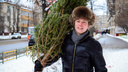 Ёлочка, зажгись: как правильно выбрать новогоднее дерево для дома