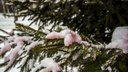 В Первомайском сквере появился розовый снег. Рассказываем, почему его покрасили