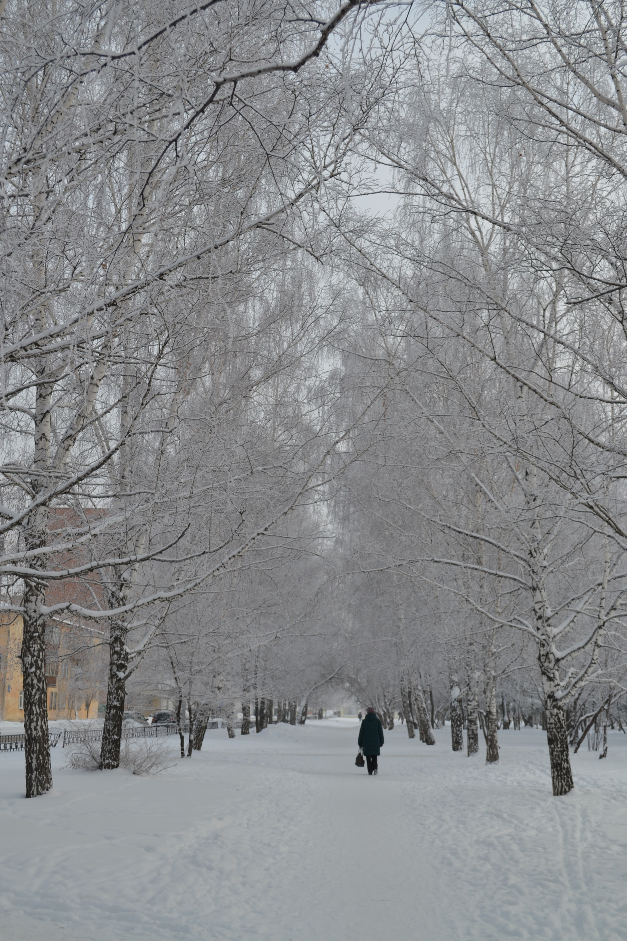 Иней сковал деревья Новосибирска