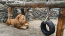 Африканскому льву из зоопарка подарили новую игрушку — он её тут же распотрошил