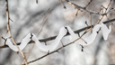 Висит как лапша: снег на новосибирских деревьях принял странную форму