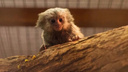 В Ростовском зоопарке с начала июня родилось девять животных
