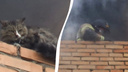 В Самарской области пожарные вынесли кошку из горящей квартиры