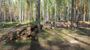 В Ярославской области директор лесничества вырубил деревья на десятки миллионов рублей
