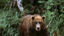 Замри и не беги: в районе Северного объезда грибники заметили медведя