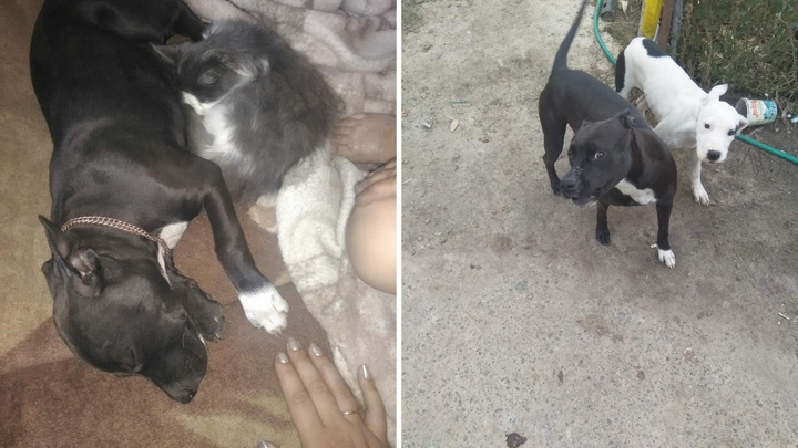 «Он предотвратил трагедию»: соседи встали на защиту жителя Муллашей, застрелившего бойцовскую собаку