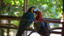 В Ростовском зоопарке на свет появились два попугая ара