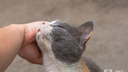 «Нужна только ласка и любовь»: фоторепортаж о жизни кошек на улицах Самары