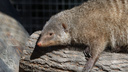 Видео: мангусты в зоопарке набросились на кабачки новосибирцев
