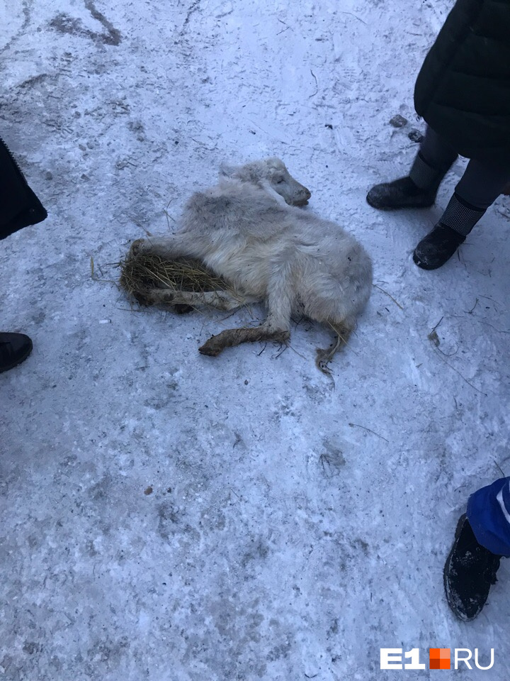 К несчастью, одна козочка была уже мертва К несчастью, одна козочка была уже мертва