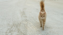 Под Новосибирском жители сняли со столба замёрзшего кота