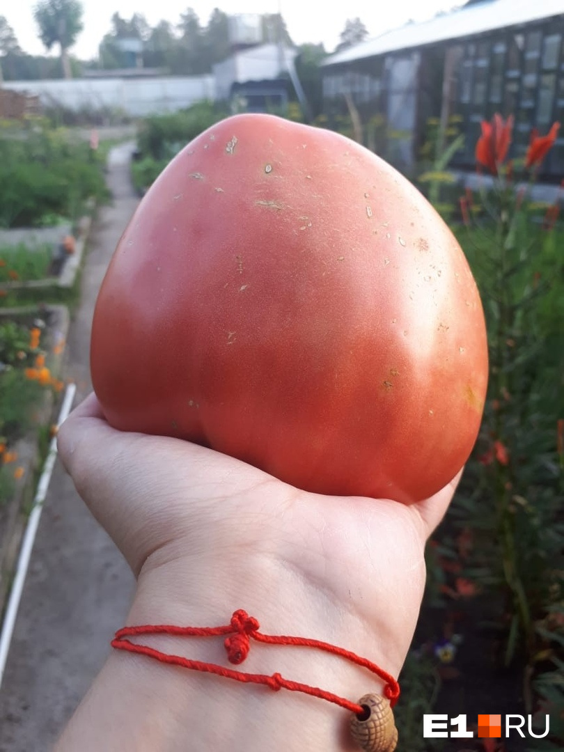Как вам такой помидор?