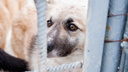 Города и районы Самарской области получат деньги на отлов бездомных животных