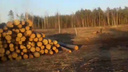 «Готовят под строительство городка к ШОС?»: в челябинском бору вырубили десятки сосен